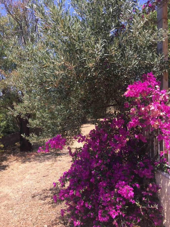 Auberge de jeunesse Αγρόκτημα Χελωναριά - Agroktima Chelonaria à Chrani Extérieur photo